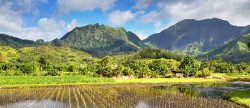 Kauai Bands